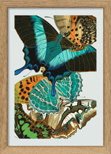 Papillon XI. Mini Print