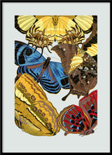 Papillon XII. Mini Print
