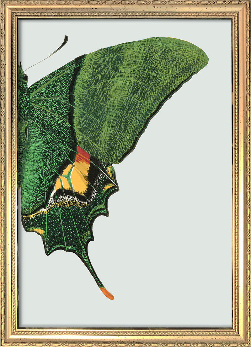 Green Butterfly Right. Mini Print