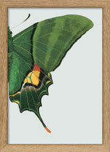 Green Butterfly Right. Mini Print