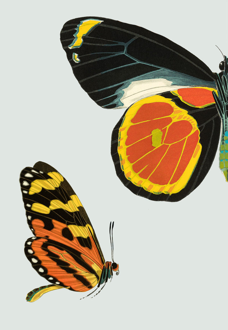 Black and Yellow Butterfly Left. Mini Print