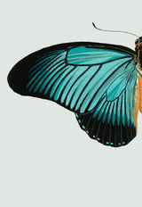 Blue Butterfly Left. Mini Print