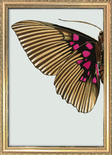 Gold and Fuchsia Butterfly Left. Mini Print