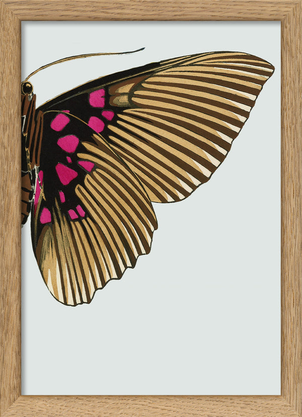 Gold and Fuchsia Butterfly Right. Mini Print