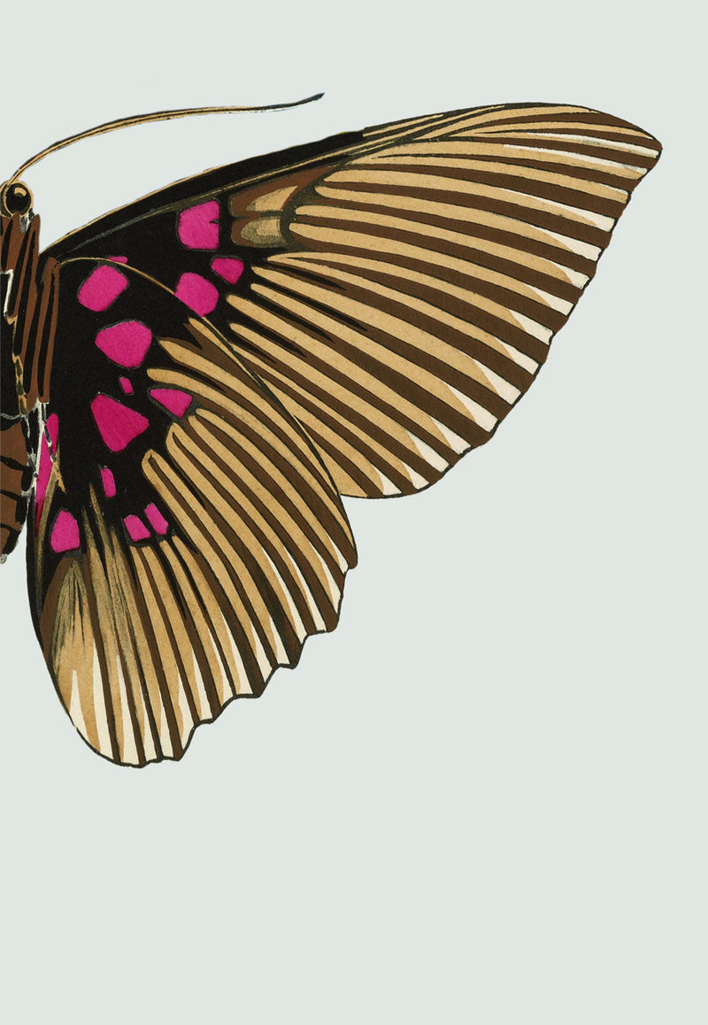 Gold and Fuchsia Butterfly Right. Mini Print