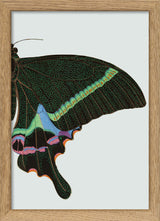 Green spotted Butterfly Right. Mini Print