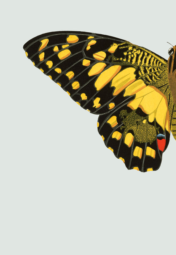 Yellow dotted Butterfly Left. Mini Print