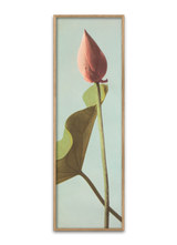 Lotus Flower Bud