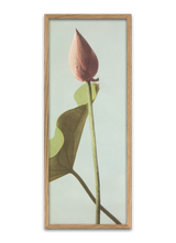 Lotus Flower Bud