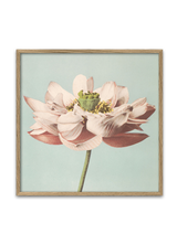 Lotus Flower Blooming