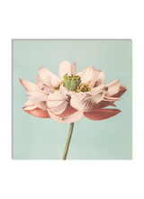 Lotus Flower Blooming