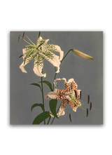 Lilium Speciosum