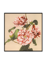 Striped Camelias