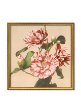 Striped Camelias
