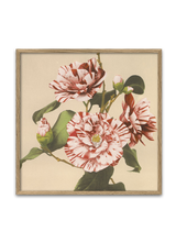 Striped Camelias