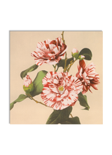 Striped Camelias