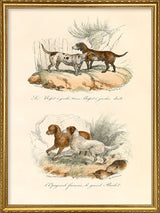 Le Dogue