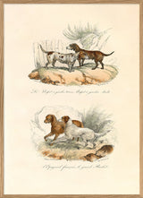 Le Dogue