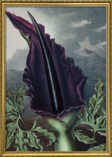 Black Velvet