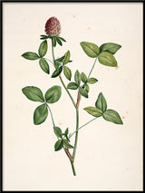 Trifolium Pratense