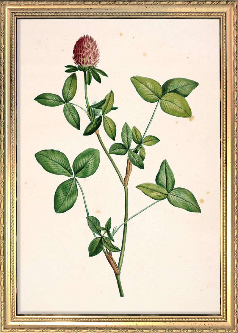 Trifolium Pratense