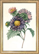 Aster Chinensis