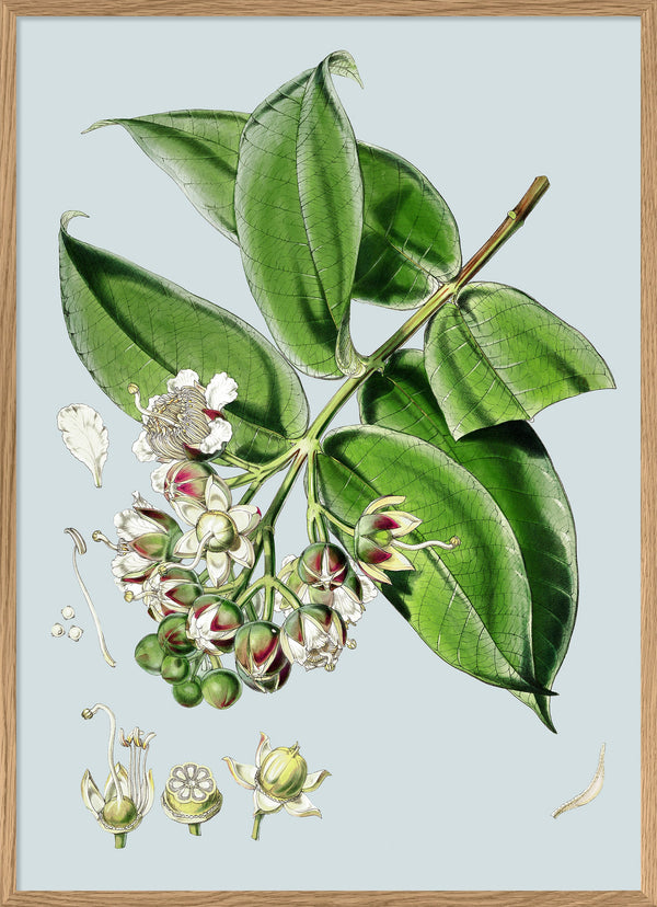 Duabanga Grandiflora