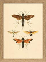 Insects. Mini Print