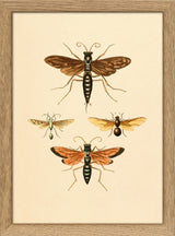 Insects. Mini Print