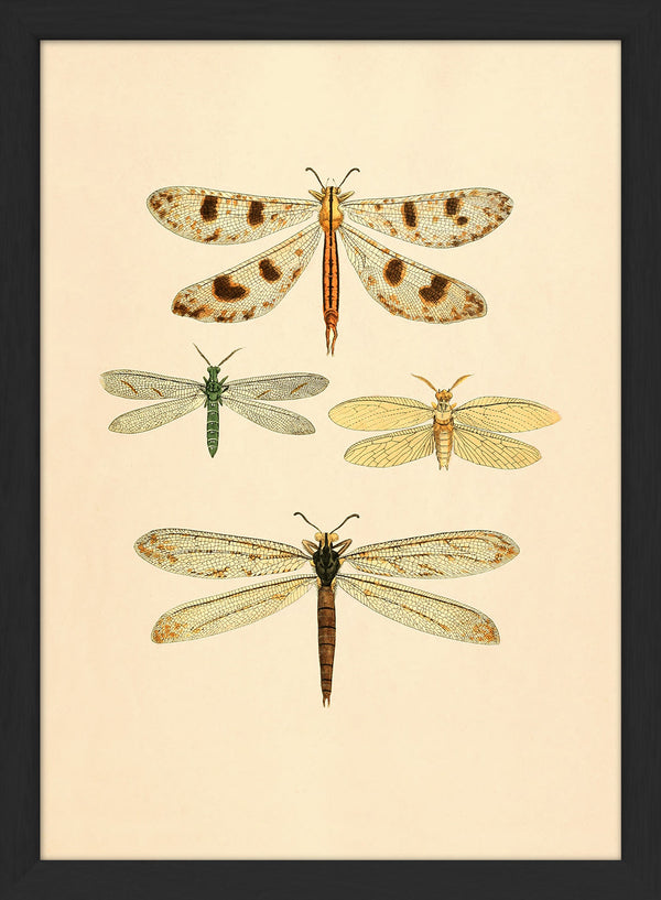 Insects. Mini Print
