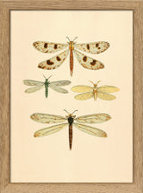 Insects. Mini Print