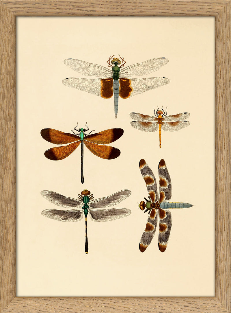 Five Dragonflies. Mini Print