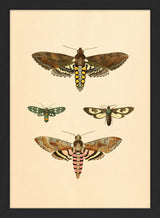 Four Moths. Mini Print