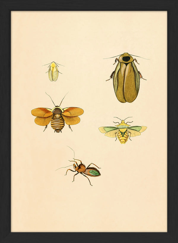 Four Insects in Yellow Hues. Mini Print