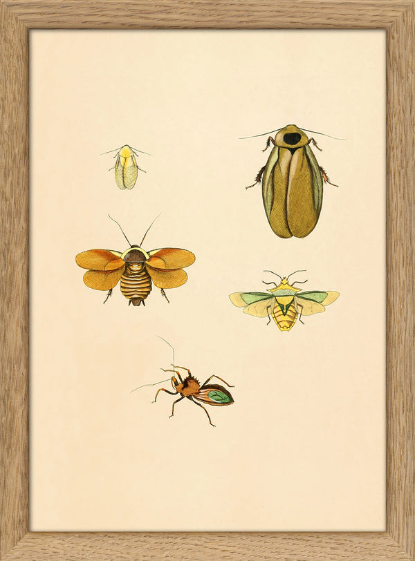 Four Insects in Yellow Hues. Mini Print