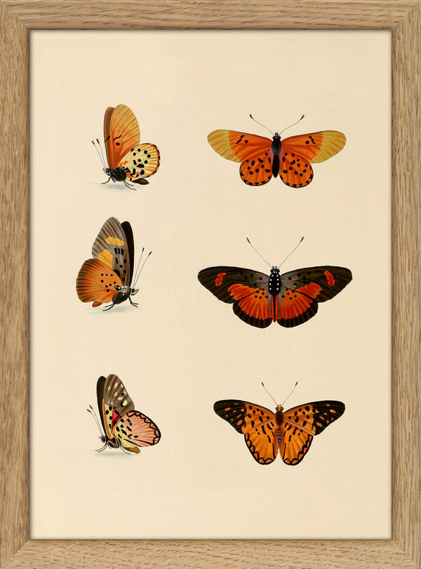Six Orange and Red Butterflies. Mini Print