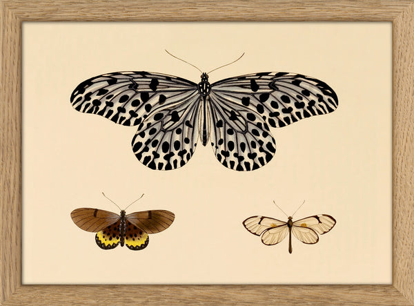 Three Butterflies. Mini Print