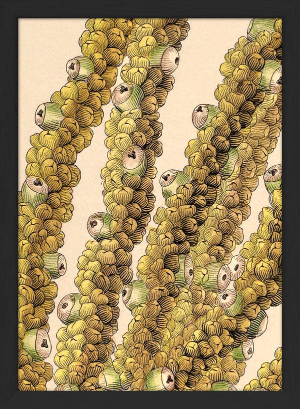 Guilielma Speciosa Close Up. Mini Print