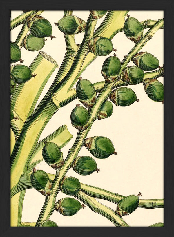 Seaforthia Elegans Close Up. Mini Print