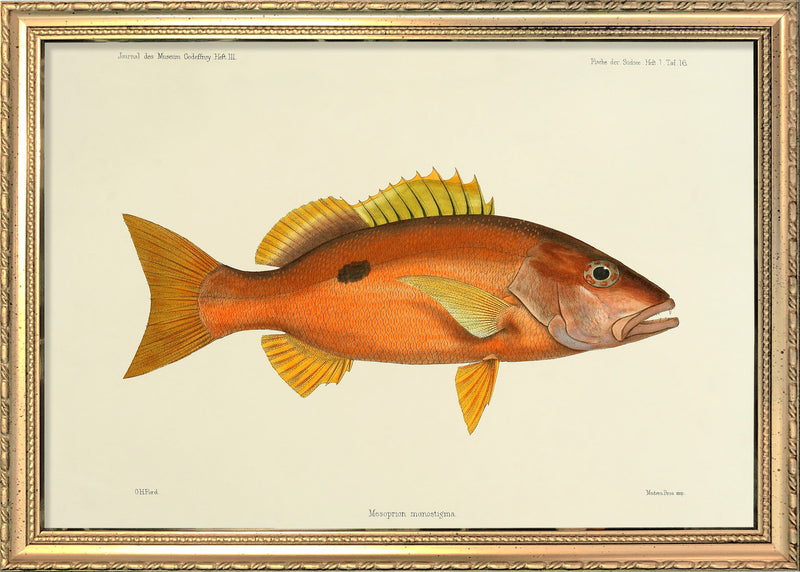 Orange Fish. Mini Print