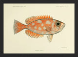 Blotched Bigeye (Priacanthus Carolinus). Mini Print