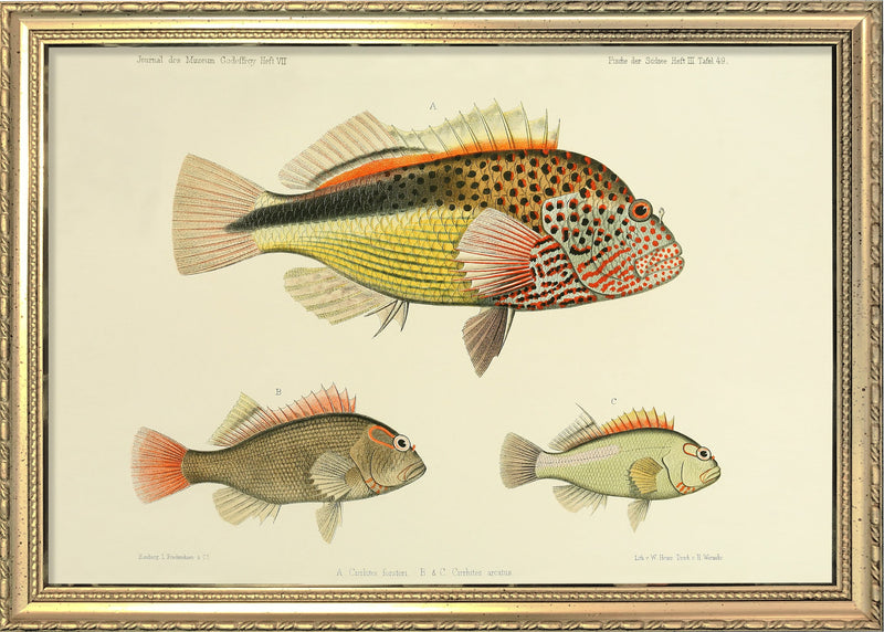 Three Hawkfish (Cirrhites Forsteri and Arcatus). Mini Print