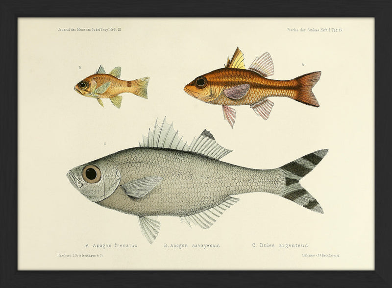 Bridled Cardinalfish (Apogon Frenatus), Samoan Cardinalfish (Apogon Savayensis) and Fivebar Flagtail (Dules Argenteus). Mini Print