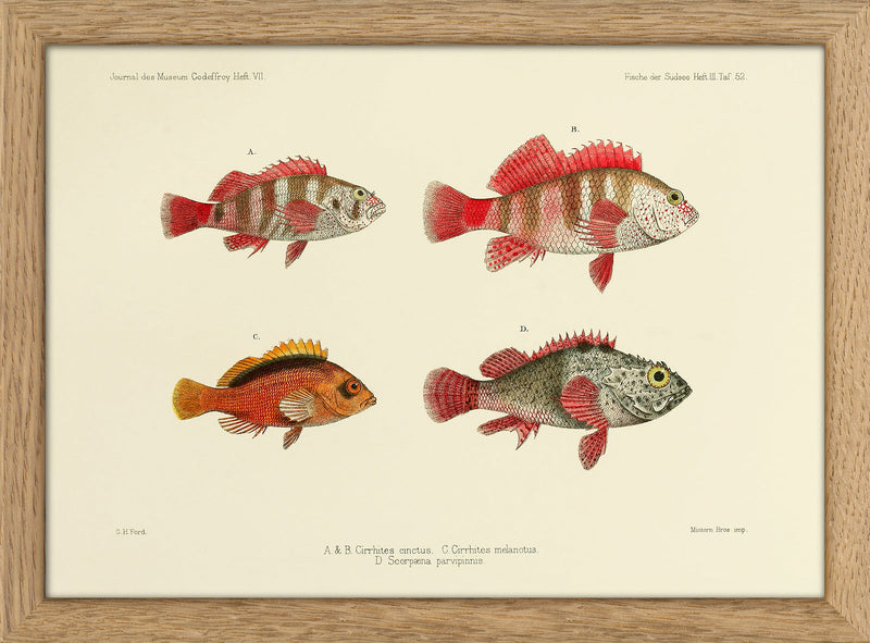 Three Hawkfish and a Scorpionfish (Cirrhites Cinctus and Melanotus and Scorpæna Parvipinnis). Mini Print