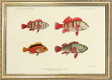 Three Hawkfish and a Scorpionfish (Cirrhites Cinctus and Melanotus and Scorpæna Parvipinnis). Mini Print