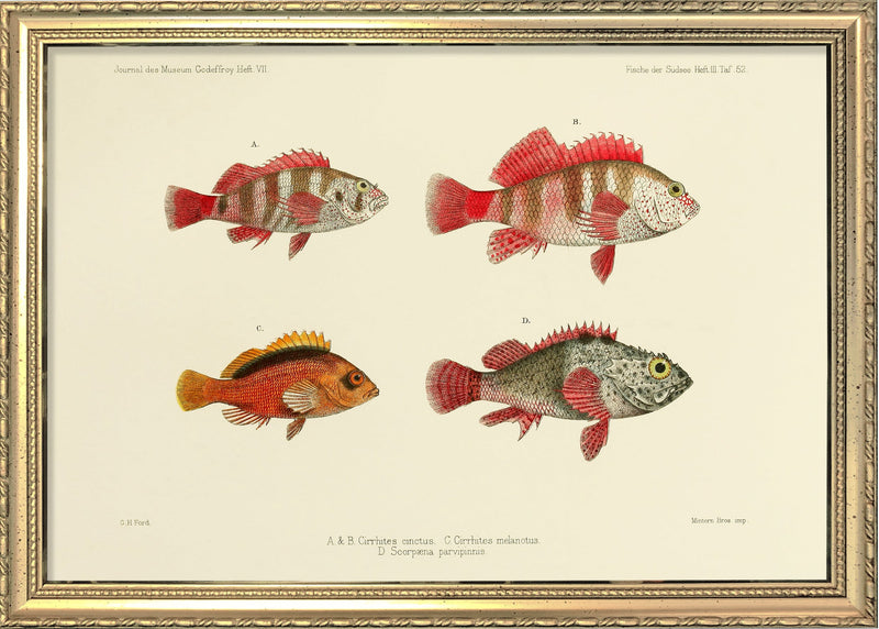 Three Hawkfish and a Scorpionfish (Cirrhites Cinctus and Melanotus and Scorpæna Parvipinnis). Mini Print