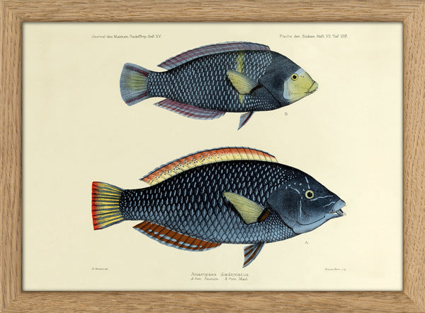 One Small and One Big Spotted Wrasse (Anampses Diadematus). Mini Print