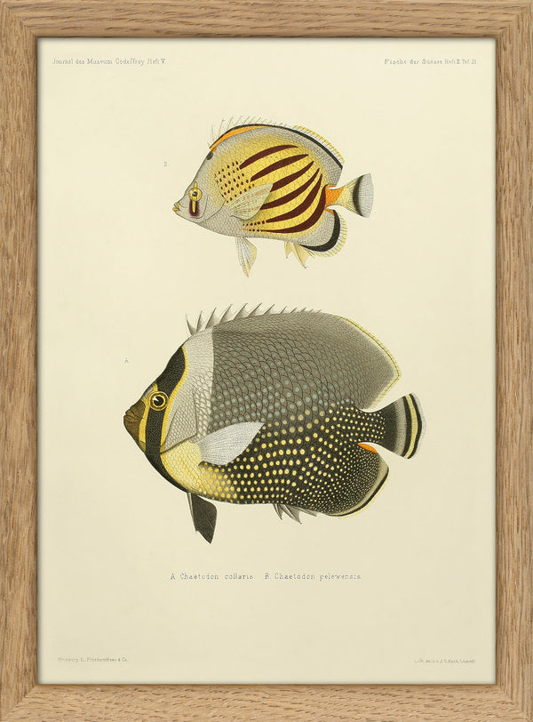 White Collar Butterflyfish (Chaetodon Collaris) and Dot Dash Butterflyfish (Chaetodon Pelewensis). Mini Print