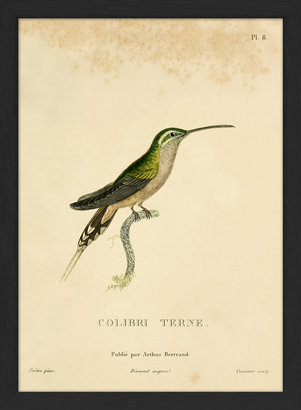 Scaly-breasted Hummingbird (Tern/Phaeochroa Cuvierii). Mini Print