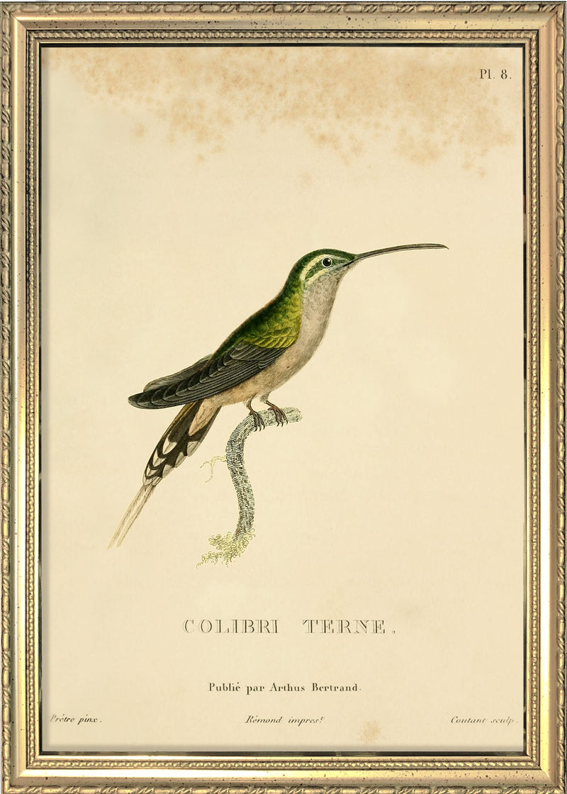 Scaly-breasted Hummingbird (Tern/Phaeochroa Cuvierii). Mini Print